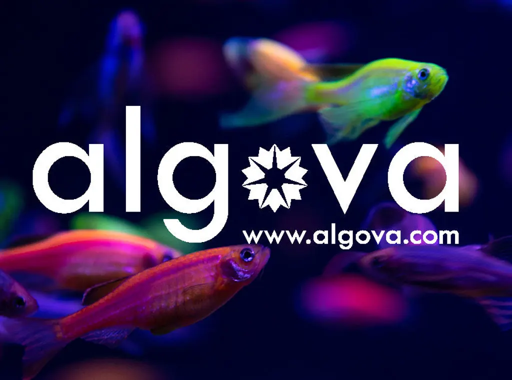 algova UG (haftungsbeschränkt)