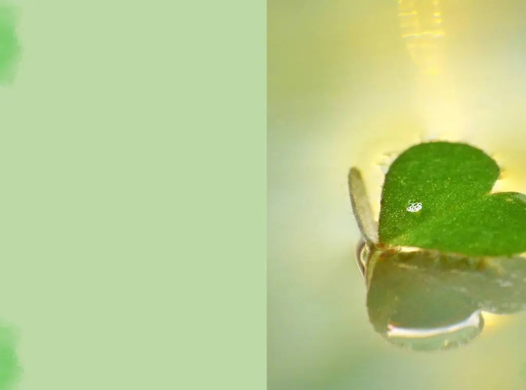 BDS Biologische und diätische Spezialitäten GmbH