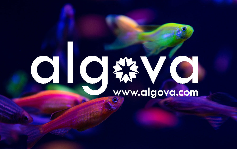 Farbige Aquarienfische im offiziellen Markenmotiv von algova