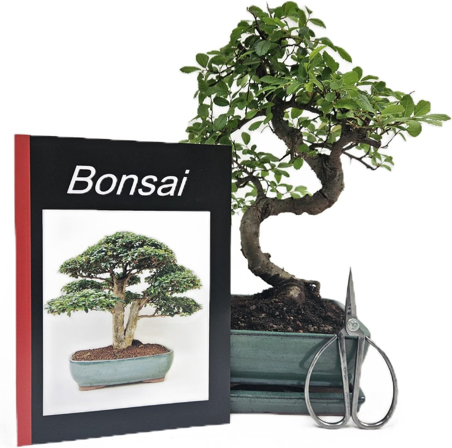Bonsai-Set
