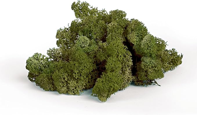 Abbildung Rentierflechte