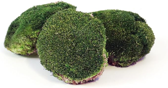 Abbildung Bollenmoos