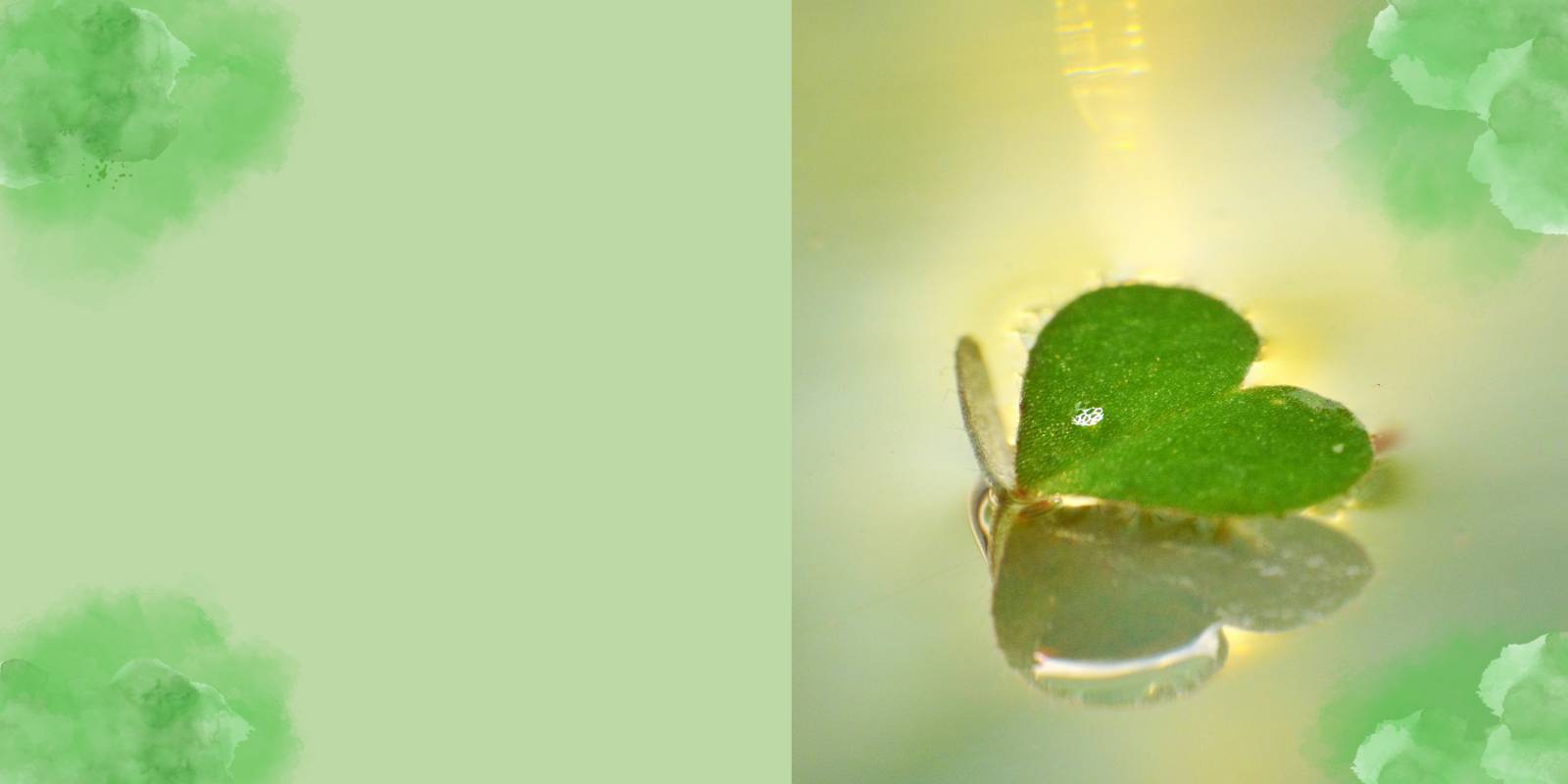BDS Biologische und diätische Spezialitäten GmbH