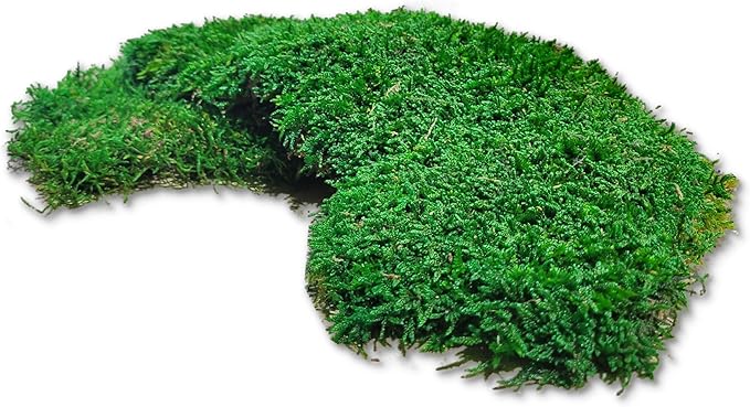 Abbildung Plattenmoos